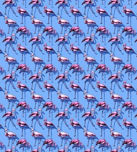 Buoy & Boat by Fusion 'Flamingo Flock' Swim Trunk